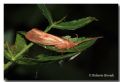 Limnephilus rhombicus